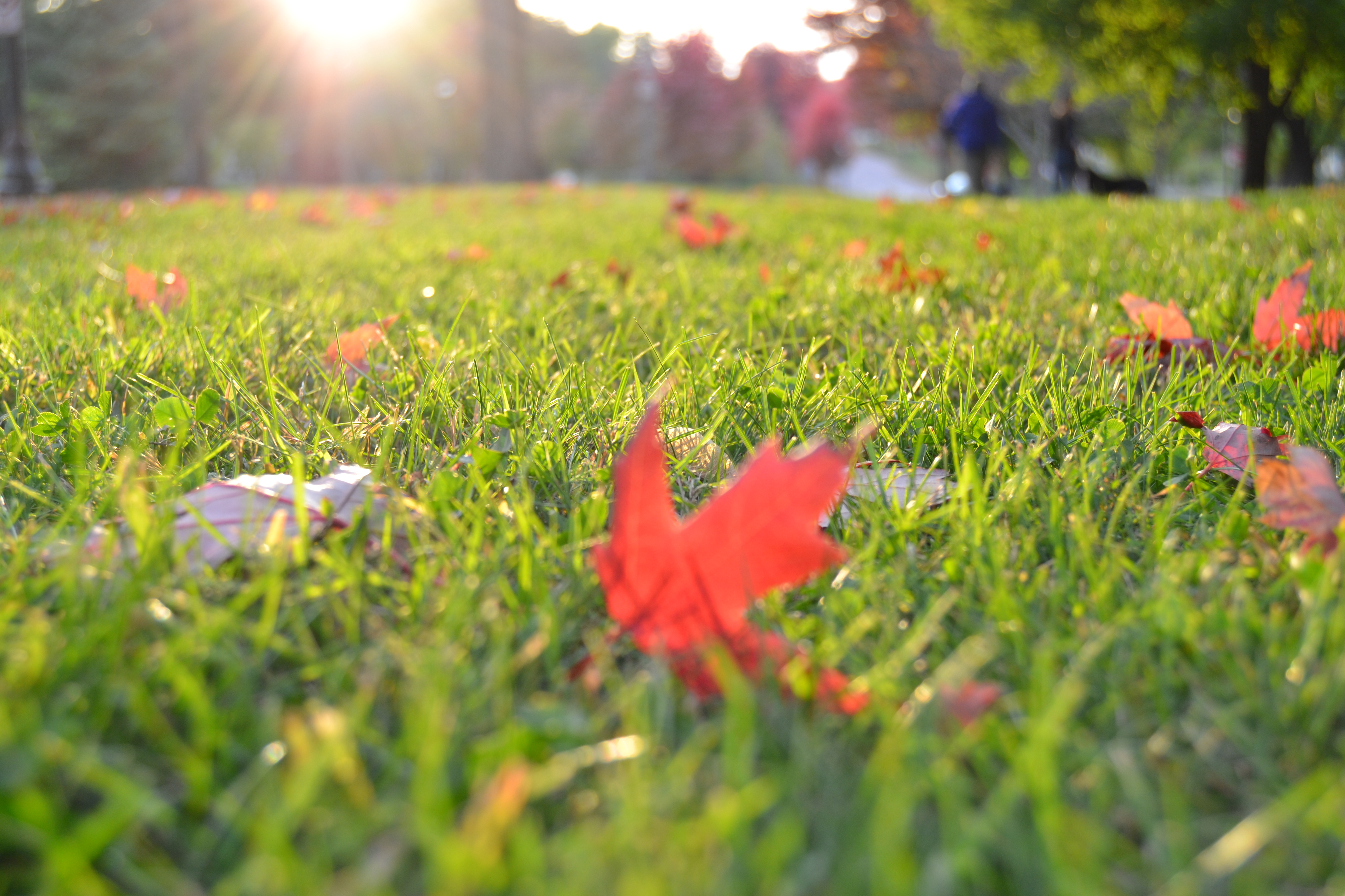 Benefits Of Installing Artificial Grass On Your Lawn