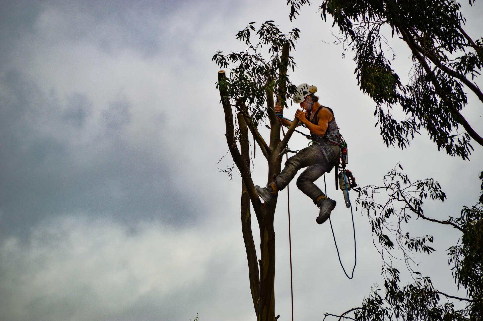 What Qualities Should You Look For When Hiring the Best Tree Surgeons?