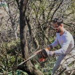 Tree Surgeon