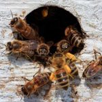 bee pest control