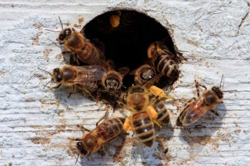 How Do You Safely Remove Bees Without Endangering Them?