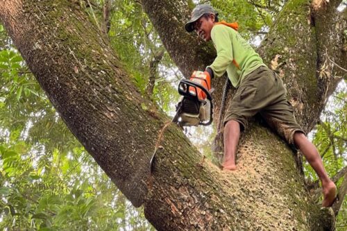 The Risks of DIY Tree Work