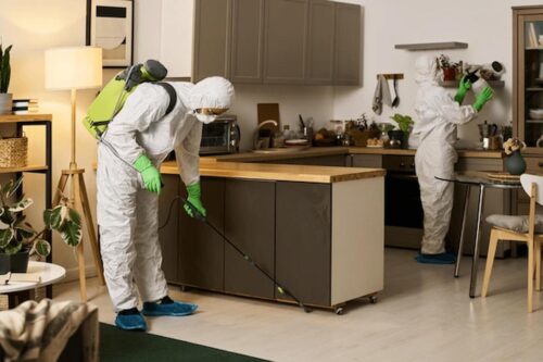 Why Early Mold Detection Can Save Homeowners Thousands
