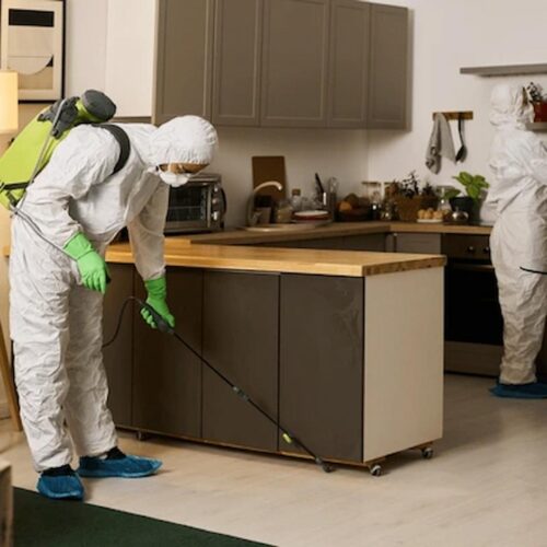 Why Early Mold Detection Can Save Homeowners Thousands